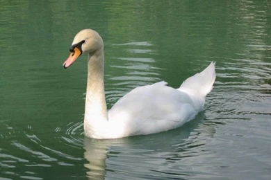 HD Animal Wallpapers: HD Duck Wallpapers