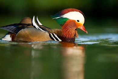 Mandarin Duck Wallpaper 9.jpg