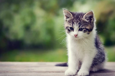 Kitten Background Images 15942   HD Wallpapers Site