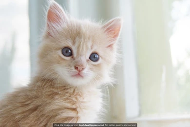 Best Kitten 4K Or HD Wallpapers For Your PC, Mac Or Mobile Device