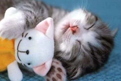 Kitten Pics   Cute Kittens Photo (16296555)   Fanpop