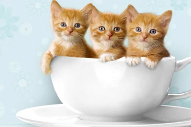 Cute kittens hd wallpapers free download 3D.jpg