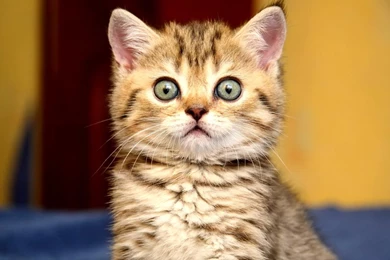 Gallery For   Cute Kitty Wallpapers Widescreen