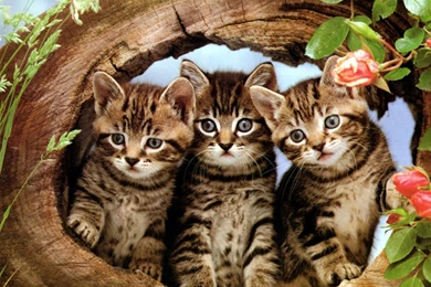 Three Cute Kittens In Tree Stump HD Wallpapers   Cool Wallpapers