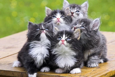 Free Cute Kitten Wallpapers