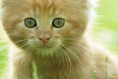 Cute Kitten Backgrounds Wallpapers