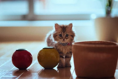 Cute Kitten HD Wallpapers   New HD Wallpapers