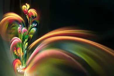 Beautiful Flower Pictures 6264 1920 X 1080   WallpaperLayer.com