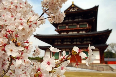 Religious Japanese Temple Flowers Building Japan Landscapes ...