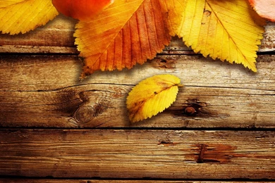 Autumn Backgrounds   (