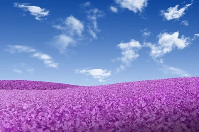 Wallpapers Sky And Clouds Of Violet Flowers Over Blue With White ...