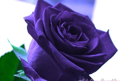 Dark Purpel Rose Wallpapers Rose Wallpapers