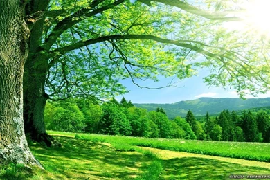 Summer Nature Wallpaper 01.jpg