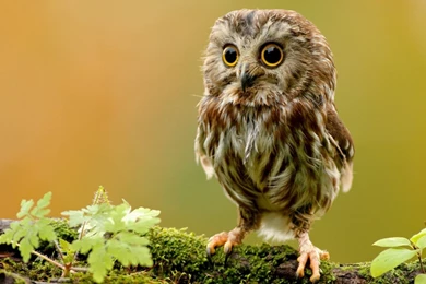 Cute Owl   Wallpaper.