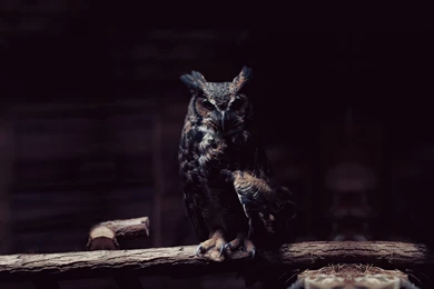 Download Wallpapers 3840x2160 Owl, Branch, Sit, Shadows, Dark 4K ...
