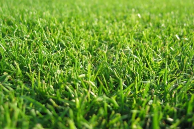 HD Grass Wallpapers