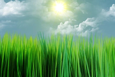 Sunny Grass Cluds Widescreen Artwork HD Wallpapers Wallpapers ...
