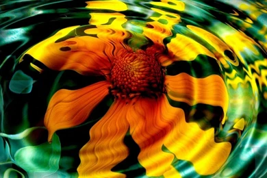 Beautiful Flowers HD 1280x800 Wallpapers, 1280x800 Wallpapers ...