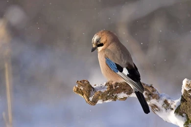 Jay Bird Winter Natural HD Wallpapers   New HD Wallpapers
