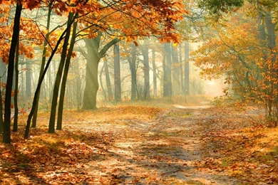 1280x800 Nature Autumn Forest Wallpapers