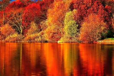 1600x1200 Red Autumn Forest Wallpapers