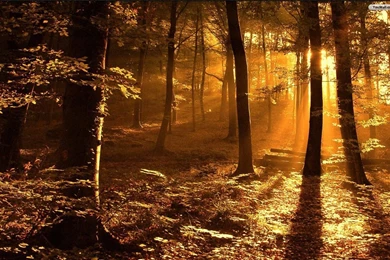 Nature Desktop Backgrounds Wallpapers   9764