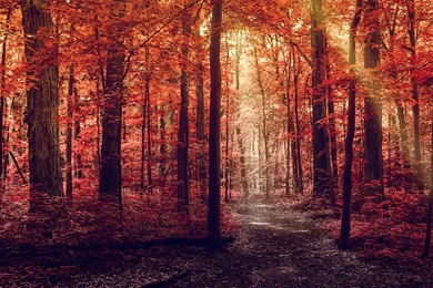 Autumn Forest   (