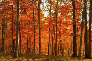 Wallpapers catalogue.com   Yellow red Autumn Forest In 1440x900 ...