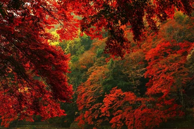 2880x1800 Red Autumn Forest Hd Wallpapers