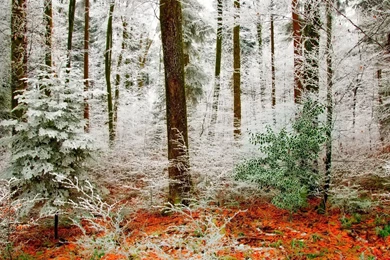 Early Winter In The Autumn Forest Wallpapers