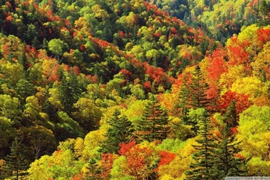 Autumn, Forest, Japan HD Desktop Wallpapers : High Definition ...