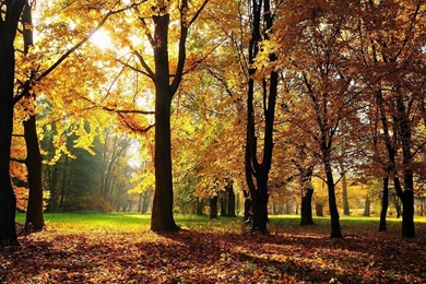 Sunlit Autumn Forest Wallpapers   Nature Wallpapers