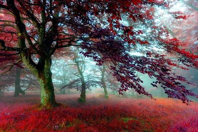Red Effect Autumn Forest Wallpapers   1920x1200   1635475