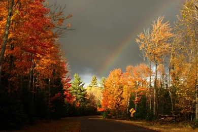 Rainbow Over An Autumn Forest >> HD Wallpaper, Get It Now!