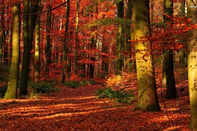Autumn Forest Wallpapers   Nature Wallpapers