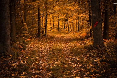 Alley In The Autumn Forest Wallpapers   Nature Wallpapers