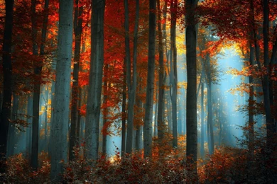 Autumn Forest   Pictures, Wallpapers With Autumn Forest