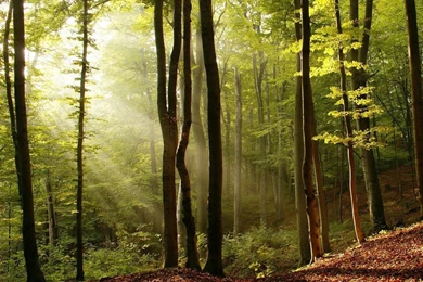 1280x1024 Autumn Forest Leaves Wallpapers