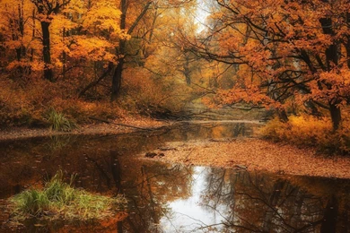 Autumn Forest River Hd Wallpapers   ImgMob