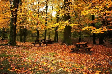 Autumn In The Forest Wallpapers   Nature Wallpapers