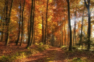 YouWall   Autumn Forest Path Wallpapers   Wallpaper,wallpapers,free ...