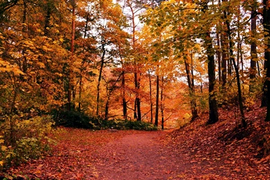Path In The Copper Autumn Forest Wallpapers