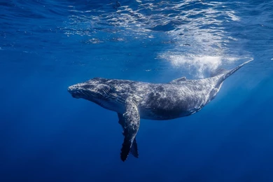 Blue Whale Ocean Underwater Wallpapers   Your HD Wallpapers