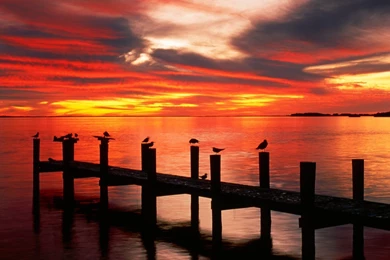 Gallery For   Cars Wallpapers Florida