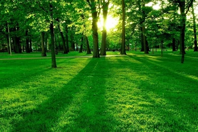 Green Grass Wallpapers Wallpapers 1024x768 504361