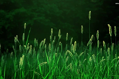 Green Grass Wallpapers Widescreen HD Wallpapers