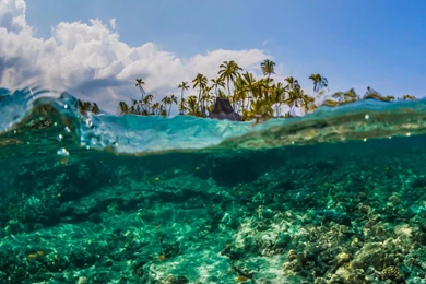 Underwater Reef Off Puuhonua O Honaunauat Big Island Hawaii ...