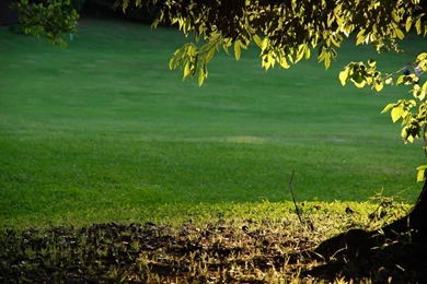 1024x681 Green Grass Desktop PC And Mac Wallpapers