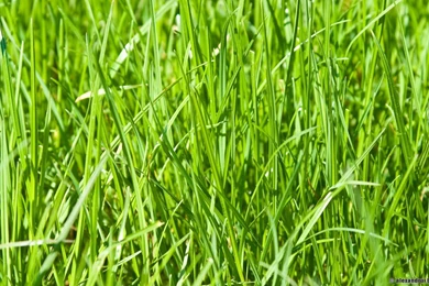 Wallpaper, Christmas, Green, Grass (