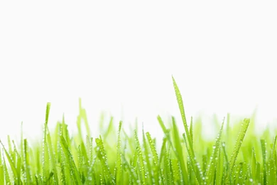 Green Grass HD Desktop 2160x1920 Samsung Galaxy S4 ...